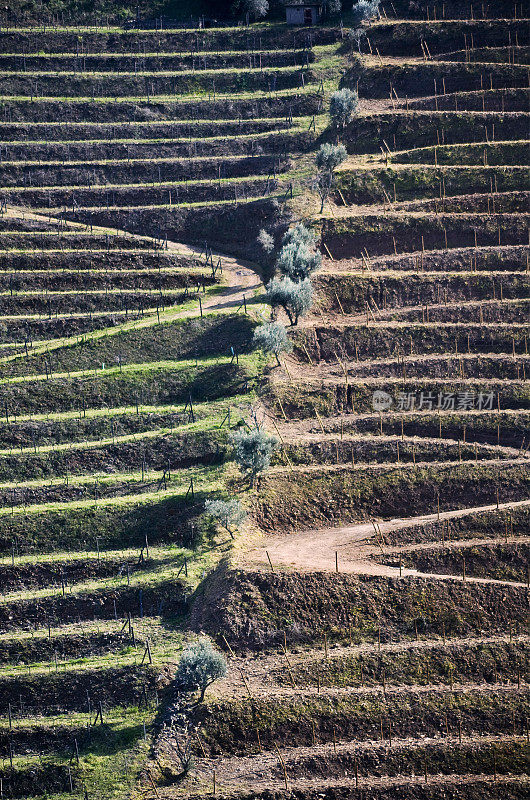 Preparing  terraced field for vineyards. Peso da Régua, Portugal .